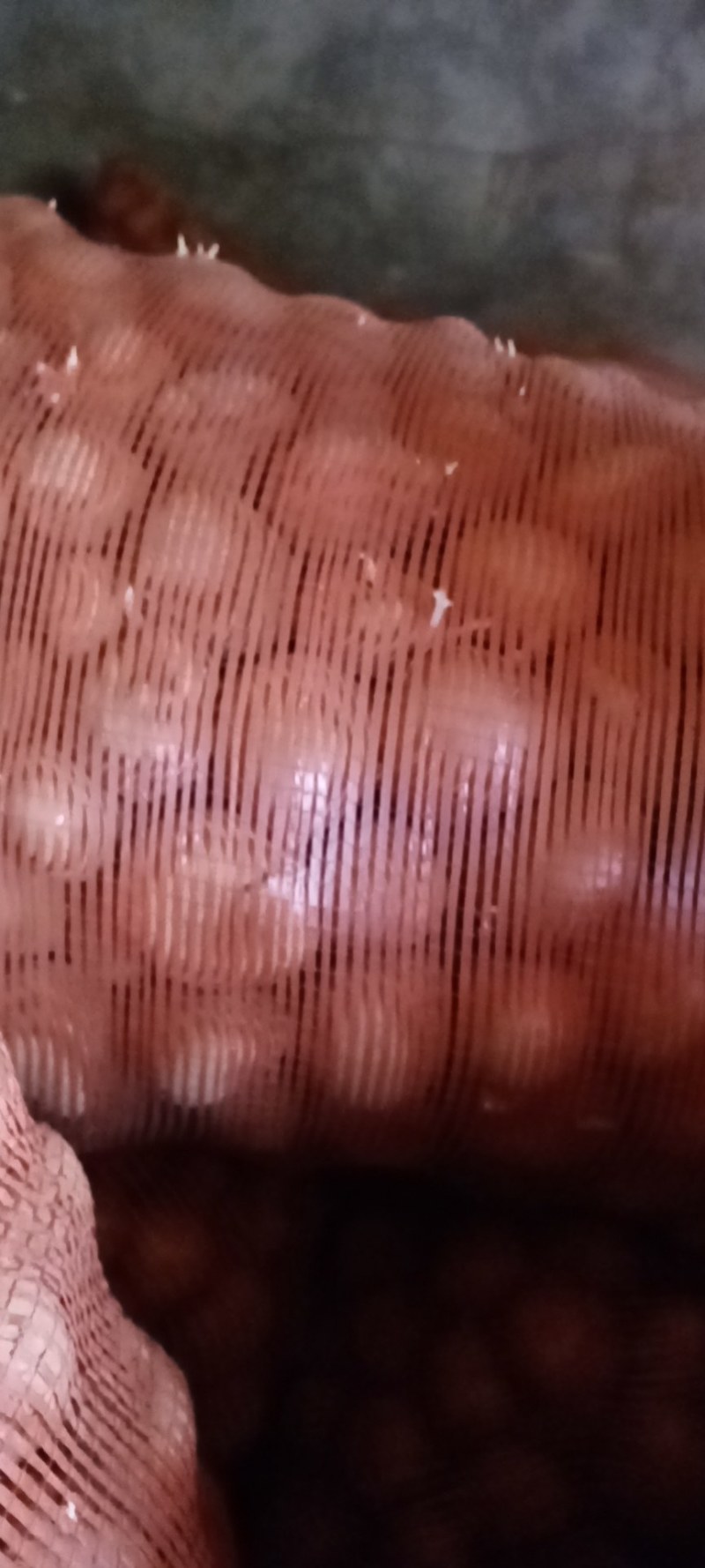 种子。白心，黄心种子货源充足，价格合理。