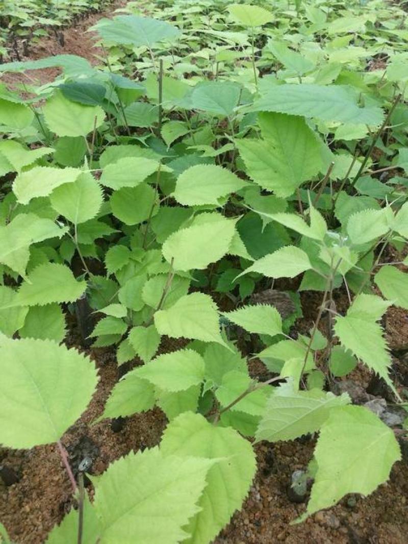构树种子杂交大叶四季造纸树种喂猪料树籽楮实子构乳树沙纸树