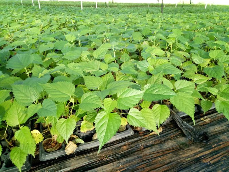 构树种子杂交大叶四季造纸树种喂猪料树籽楮实子构乳树沙纸树