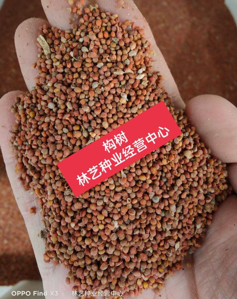 构树种子杂交大叶四季造纸树种喂猪料树籽楮实子构乳树沙纸树