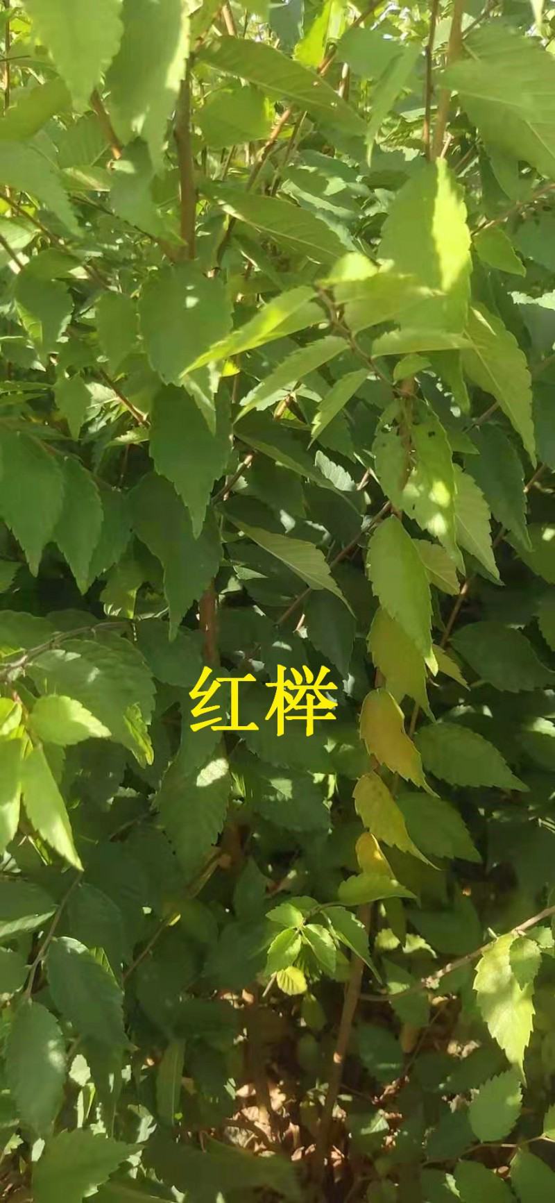 榉树种子红榉树种子小果榉青榉白榉血榉大果榉种子