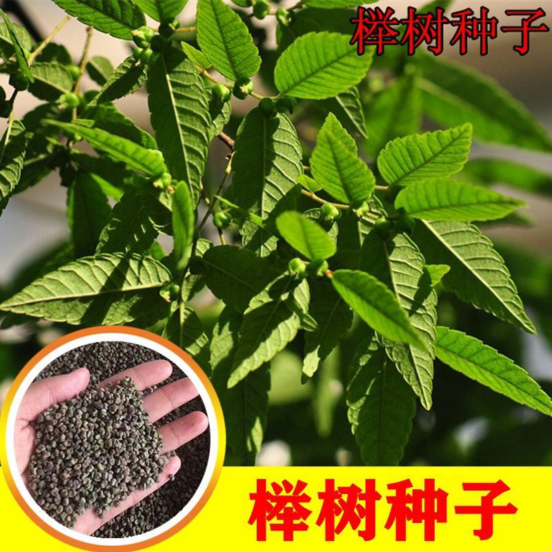 榉树种子红榉树种子小果榉青榉白榉血榉大果榉种子