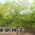 榉树种子红榉树种子小果榉青榉白榉血榉大果榉种子