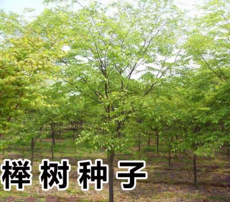 榉树种子红榉树种子小果榉青榉白榉血榉大果榉种子