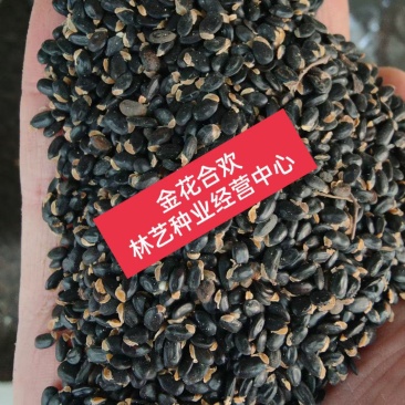 新采合欢种子花木种子合欢树种子合欢花种子园林绿化种子