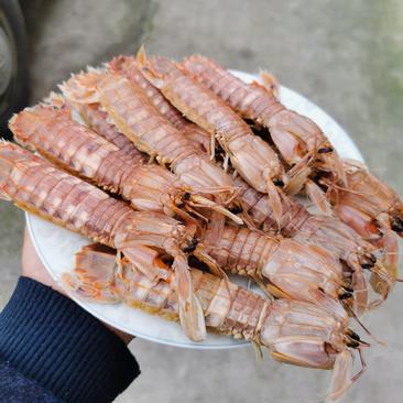 【不泡水】皮皮虾爬虾虾蛄煮熟渤海特产时令海鲜肥虾上市