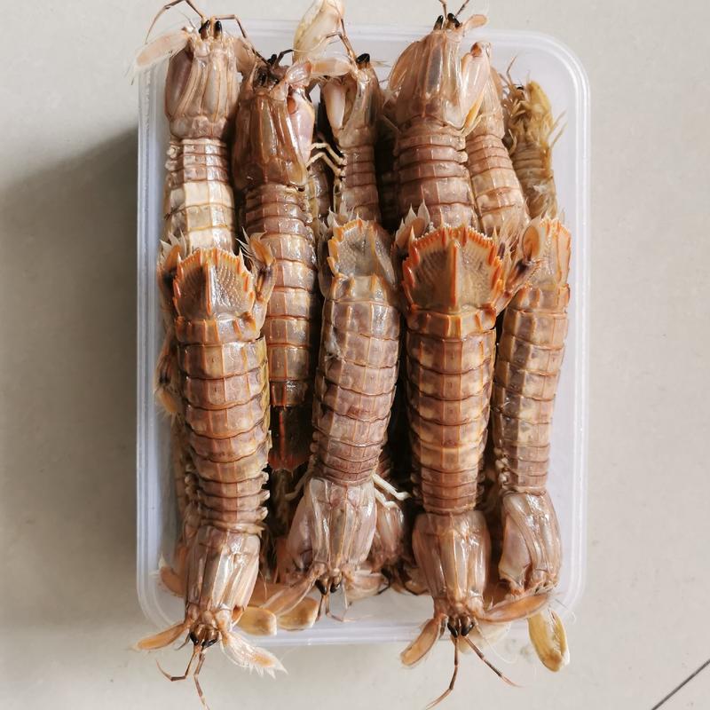 【不泡水】皮皮虾爬虾虾蛄煮熟渤海特产时令海鲜肥虾上市