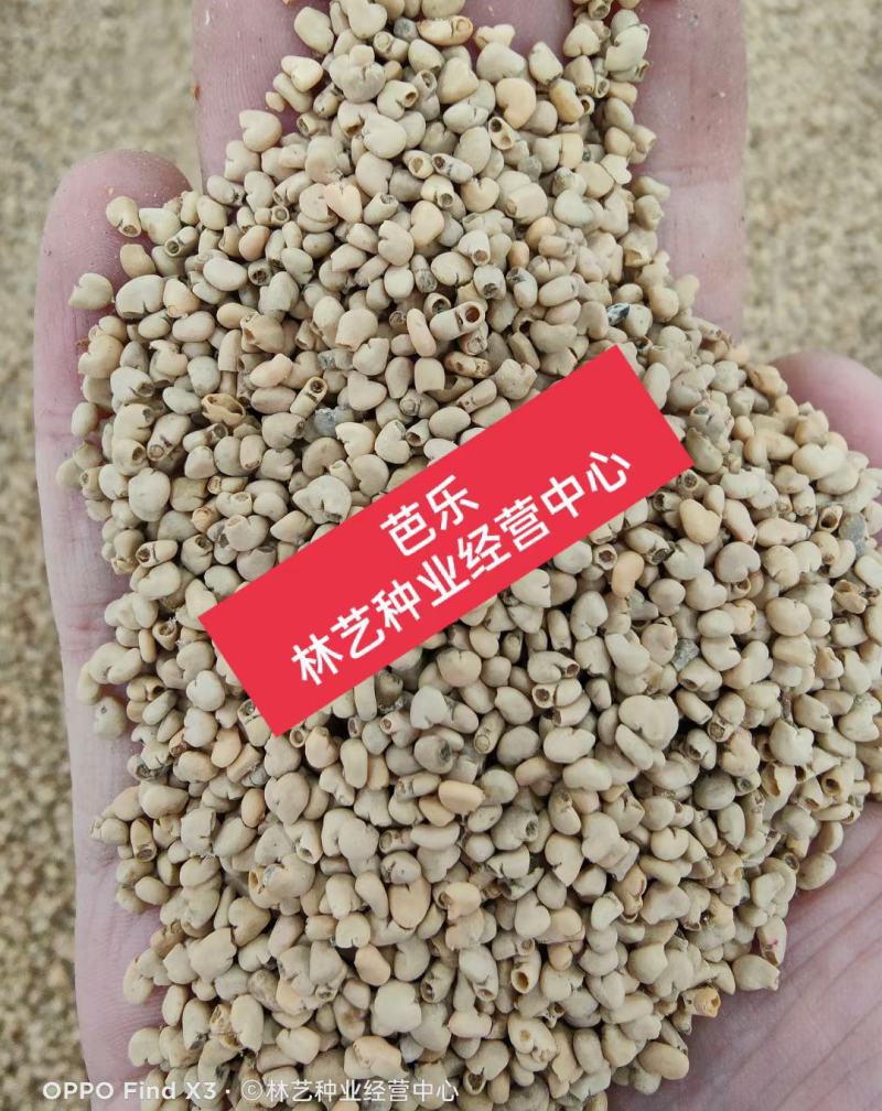 散装芭乐种子土芭乐苗种砖木头珍珠芭乐红白嫁接头番石榴种子