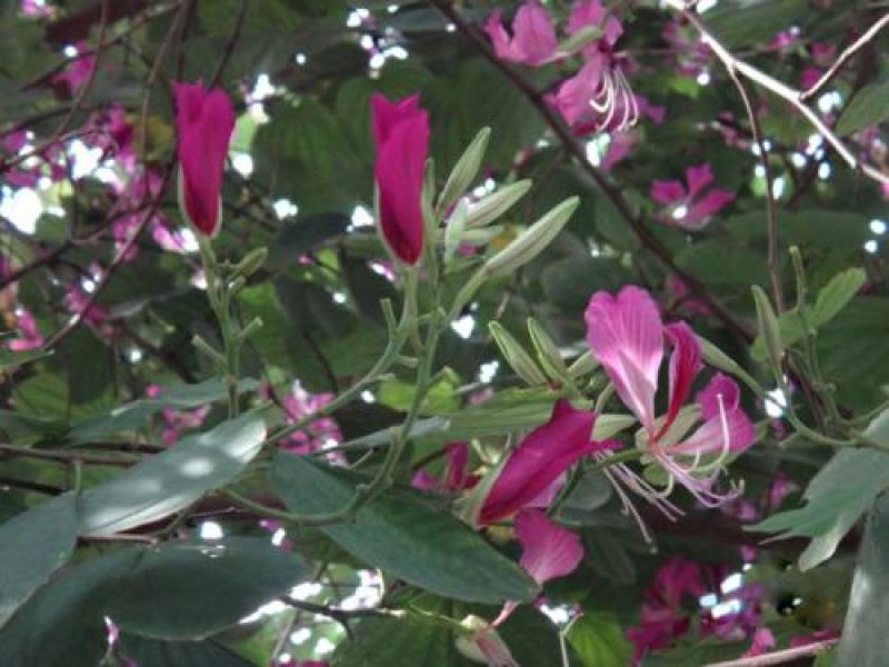 羊蹄甲种子红花洋蹄甲香港洋大花紫荆臭椿青果广玉兰小杜英