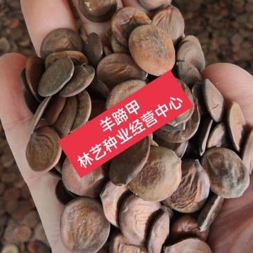 羊蹄甲种子红花洋蹄甲香港洋大花紫荆臭椿青果广玉兰小杜英