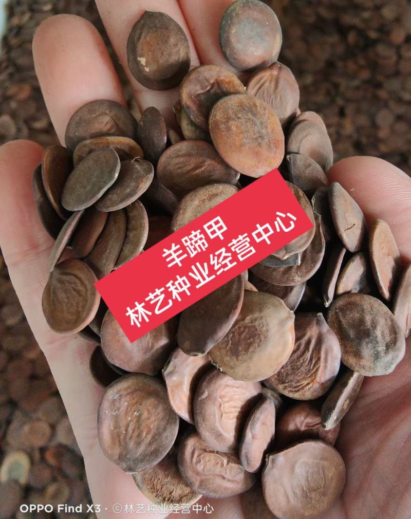 羊蹄甲种子红花洋蹄甲香港洋大花紫荆臭椿青果广玉兰小杜英