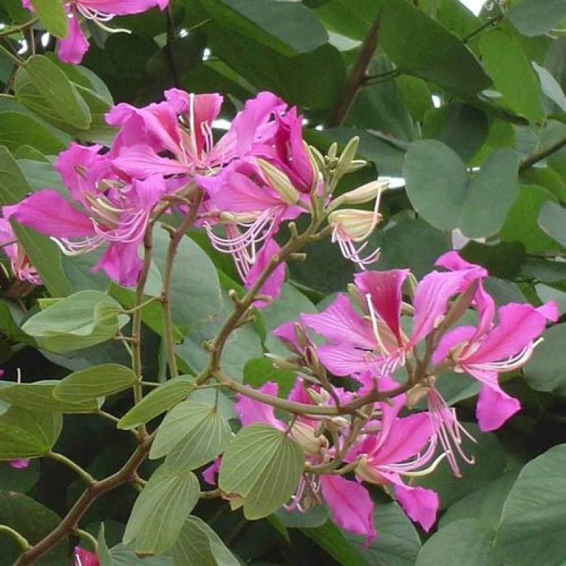 羊蹄甲种子红花洋蹄甲香港洋大花紫荆臭椿青果广玉兰小杜英