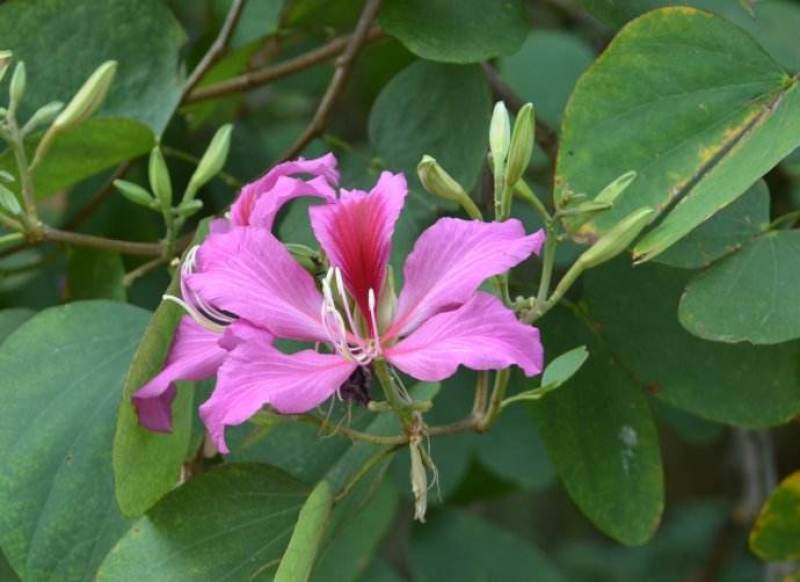 羊蹄甲种子红花洋蹄甲香港洋大花紫荆臭椿青果广玉兰小杜英