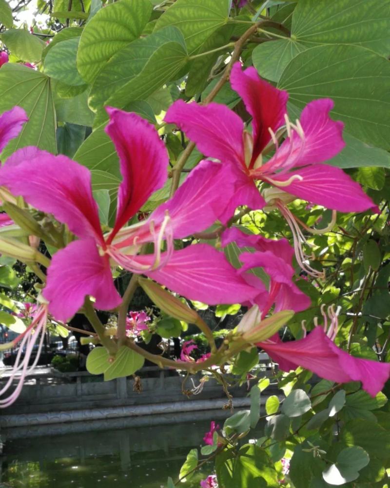 羊蹄甲种子红花洋蹄甲香港洋大花紫荆臭椿青果广玉兰小杜英