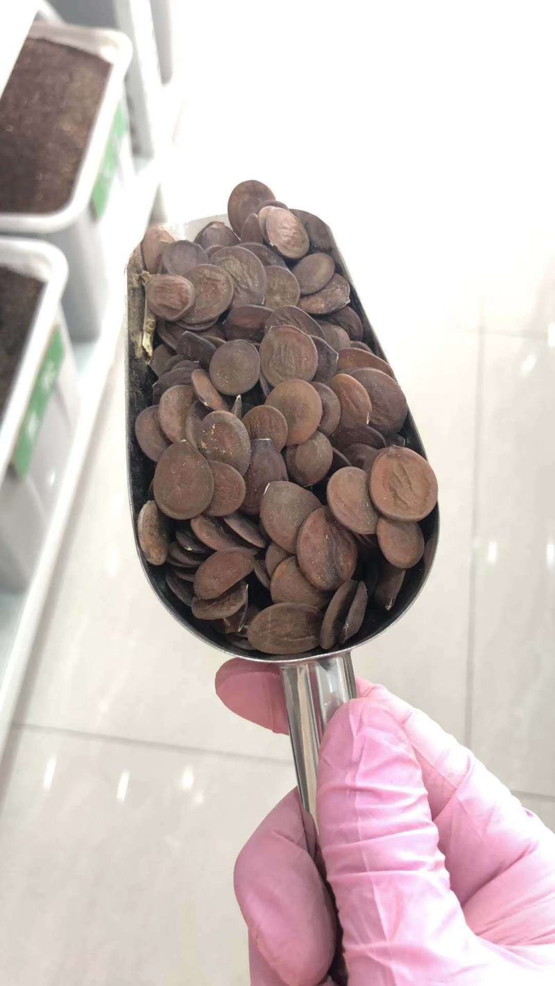 羊蹄甲种子红花洋蹄甲香港洋大花紫荆臭椿青果广玉兰小杜英