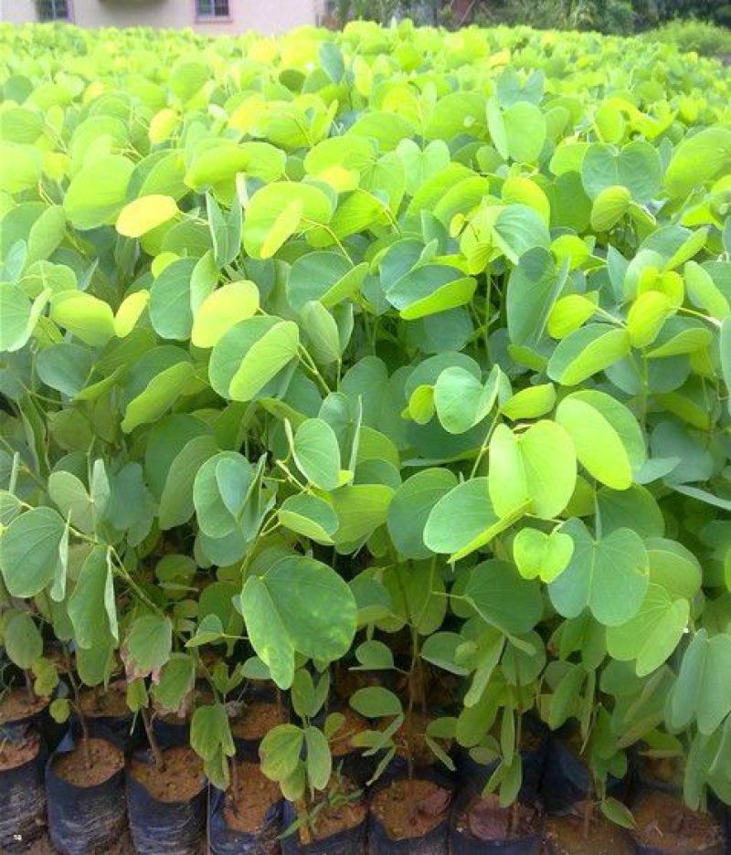 羊蹄甲种子红花洋蹄甲香港洋大花紫荆臭椿青果广玉兰小杜英