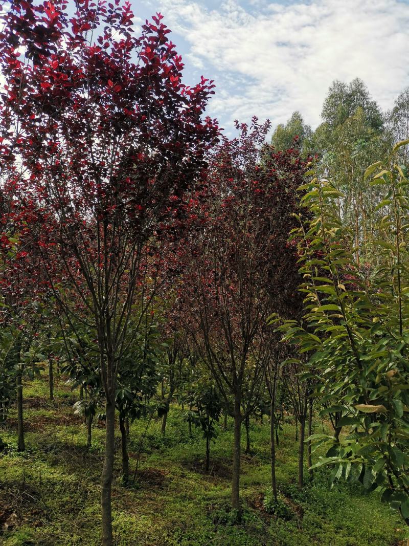 云南精品红叶李自家种植基地绿化苗木货源充足可视频看货