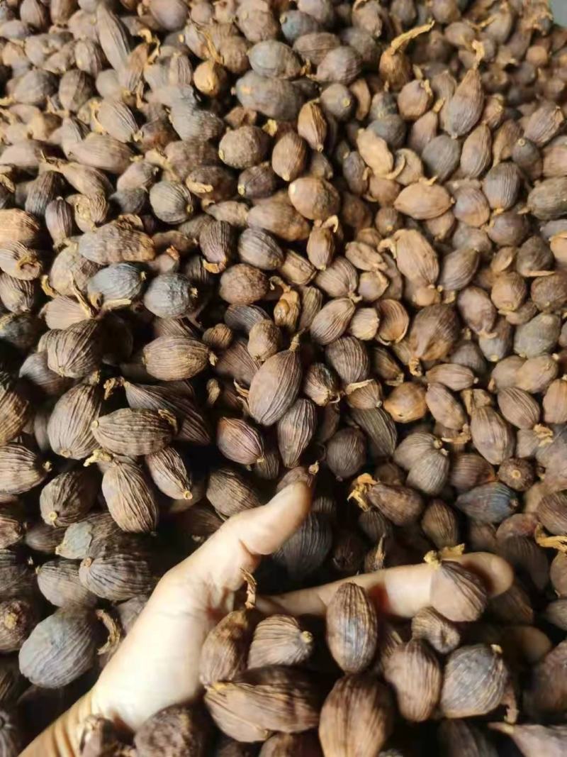 云南草果干货批发零售