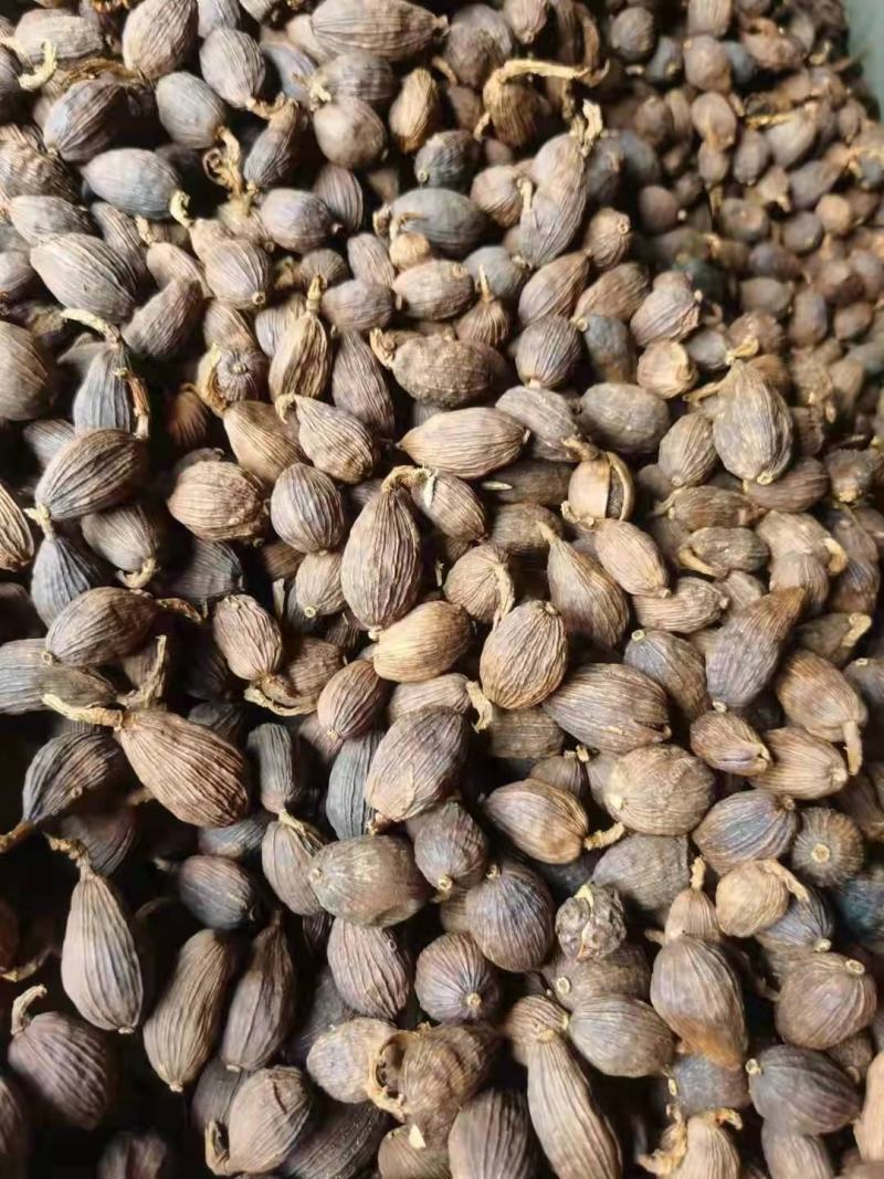 云南草果干货批发零售