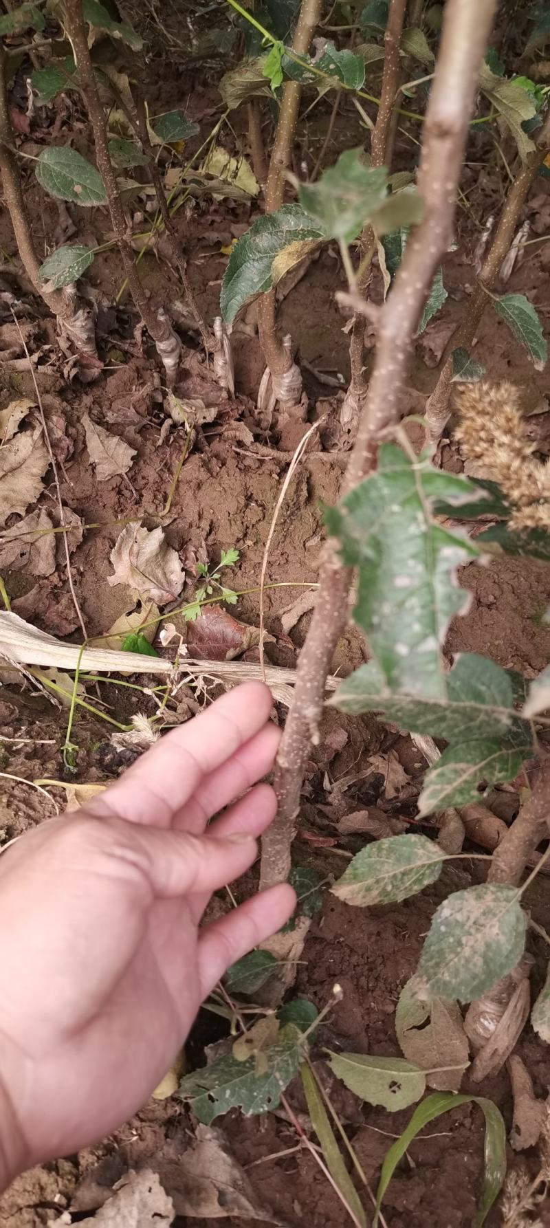 寒富苹果苗，寒富苹果嫁接苗，耐寒寒富苹果苗，