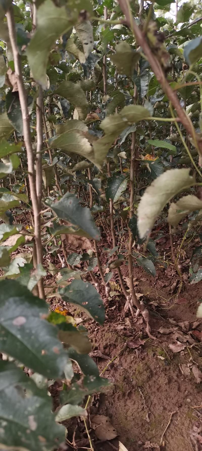 寒富苹果苗，寒富苹果嫁接苗，耐寒寒富苹果苗，