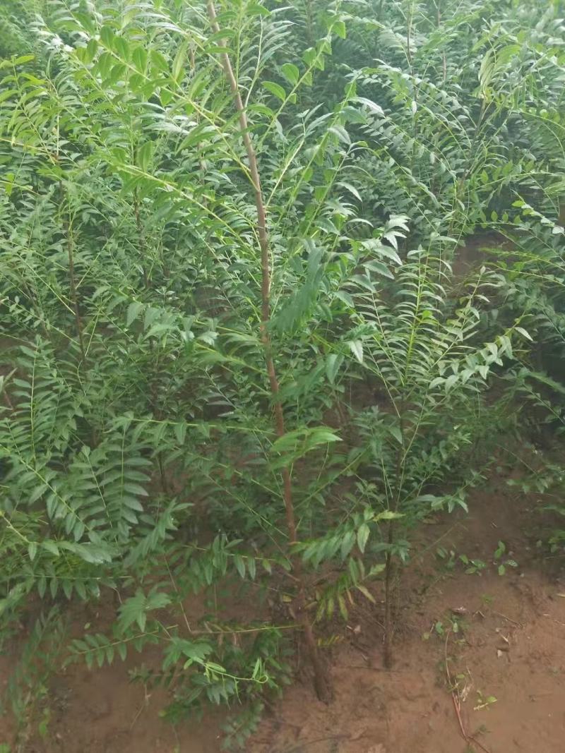 文冠果杯苗，多年生文冠果树苗，红花黑苗