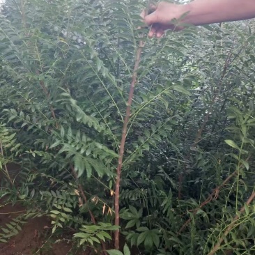 文冠果杯苗，多年生文冠果树苗，红花黑苗