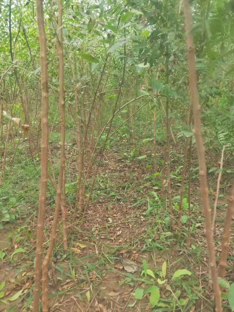 文冠果杯苗，多年生文冠果树苗，红花黑苗