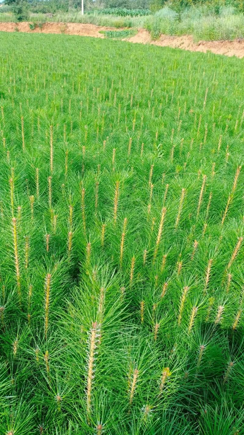 油松苗，油松杯苗，1-3年油松苗大量，油松苗基地