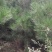 油松苗，油松杯苗，1-3年油松苗大量，油松苗基地