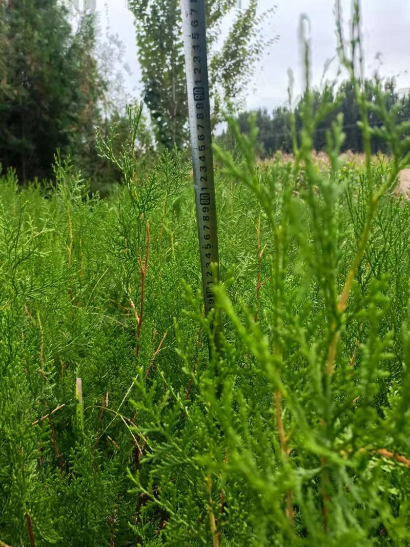 侧柏苗，侧柏杯苗，侧柏苗基地，30-50公分高侧柏杯苗大