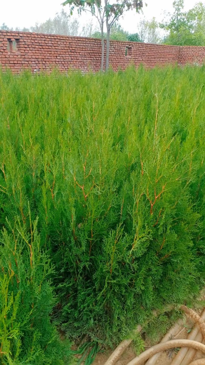 侧柏苗，侧柏杯苗，侧柏苗基地，30-50公分高侧柏杯苗大