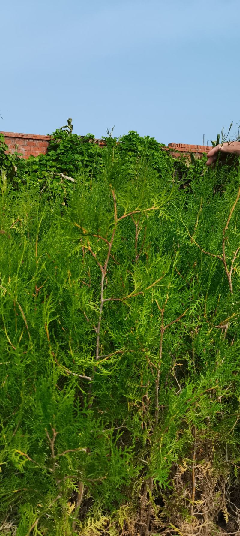 侧柏苗，侧柏杯苗，侧柏苗基地，30-50公分高侧柏杯苗大