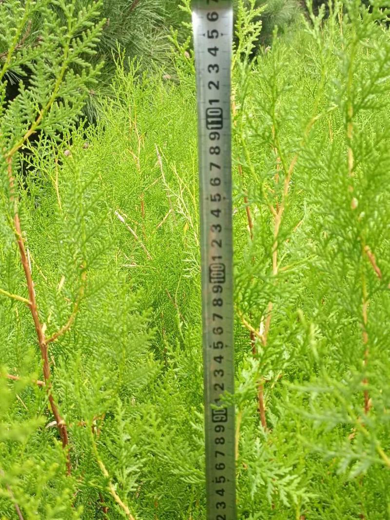 侧柏苗，侧柏杯苗，侧柏苗基地，30-50公分高侧柏杯苗大