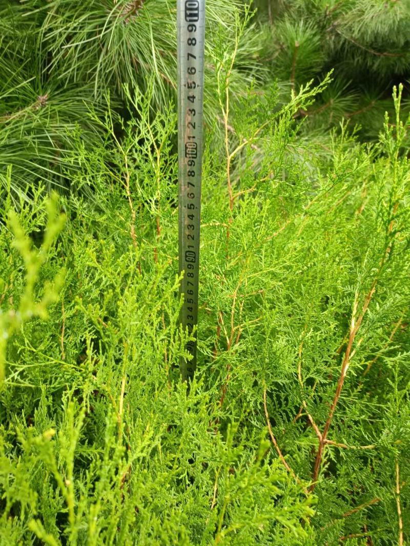 侧柏苗，侧柏杯苗，侧柏苗基地，30-50公分高侧柏杯苗大