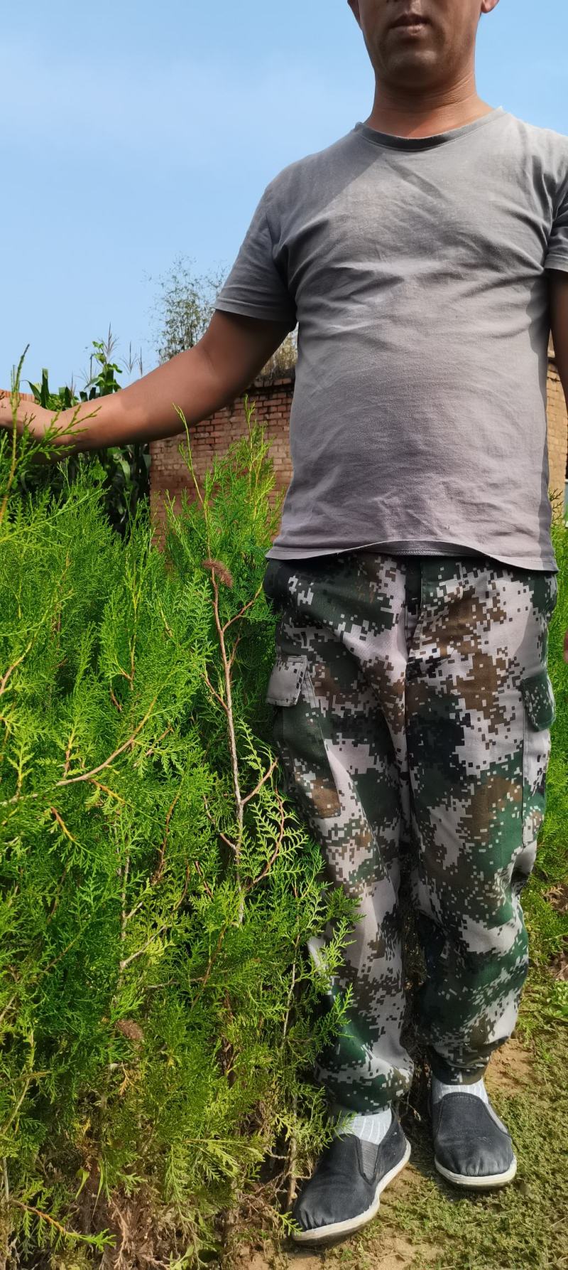 侧柏苗，侧柏杯苗，侧柏苗基地，30-50公分高侧柏杯苗大
