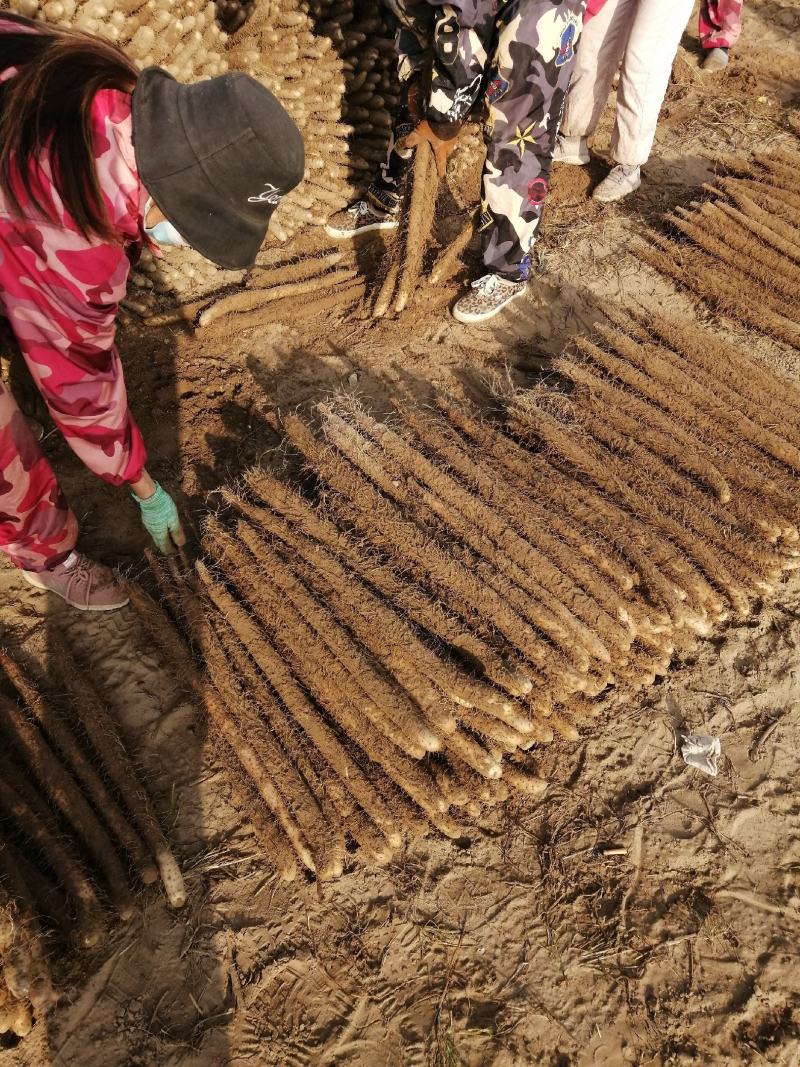 河南安阳内黄山药现挖现发全国发货诚信经营规格齐全