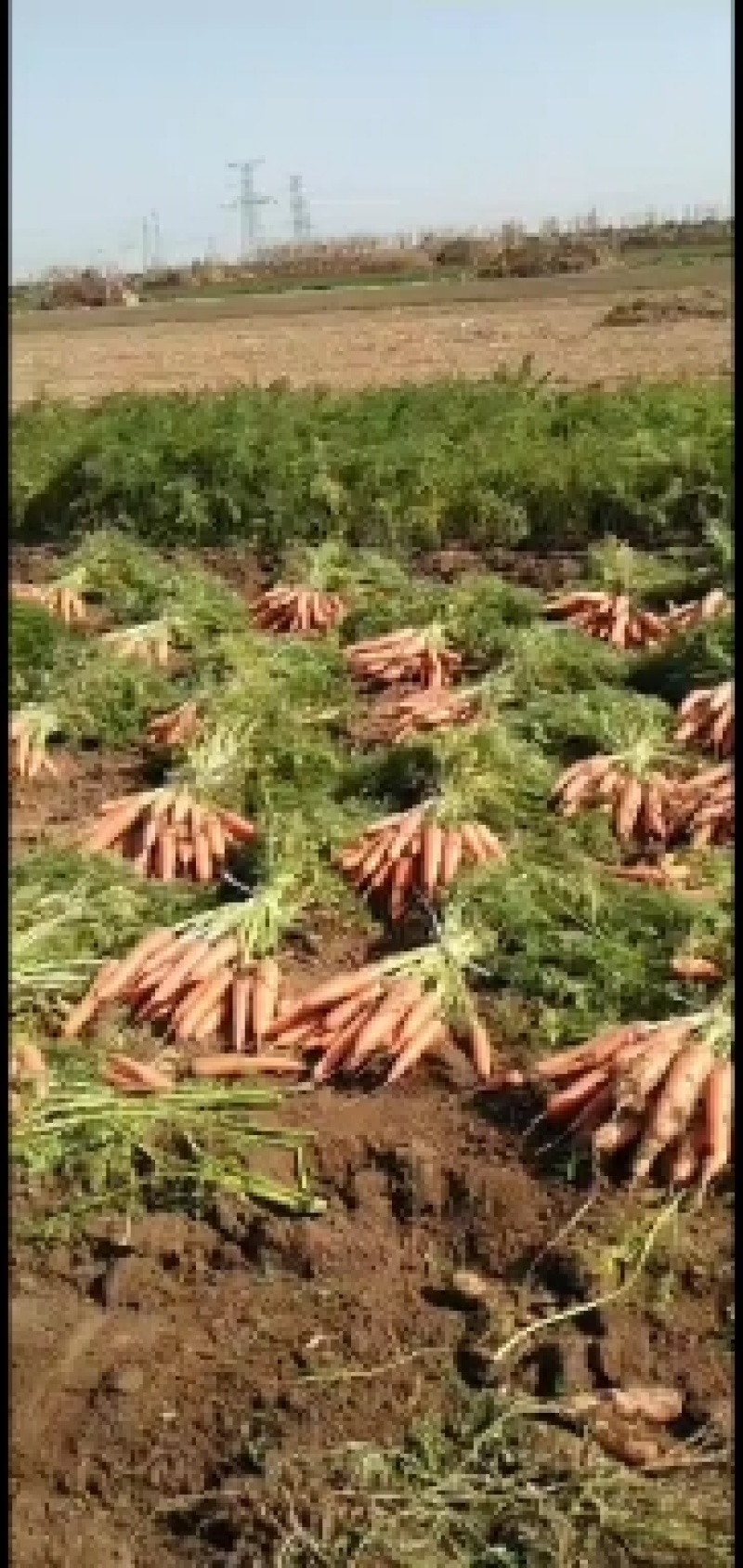 胡萝卜大量上市中，全国发货