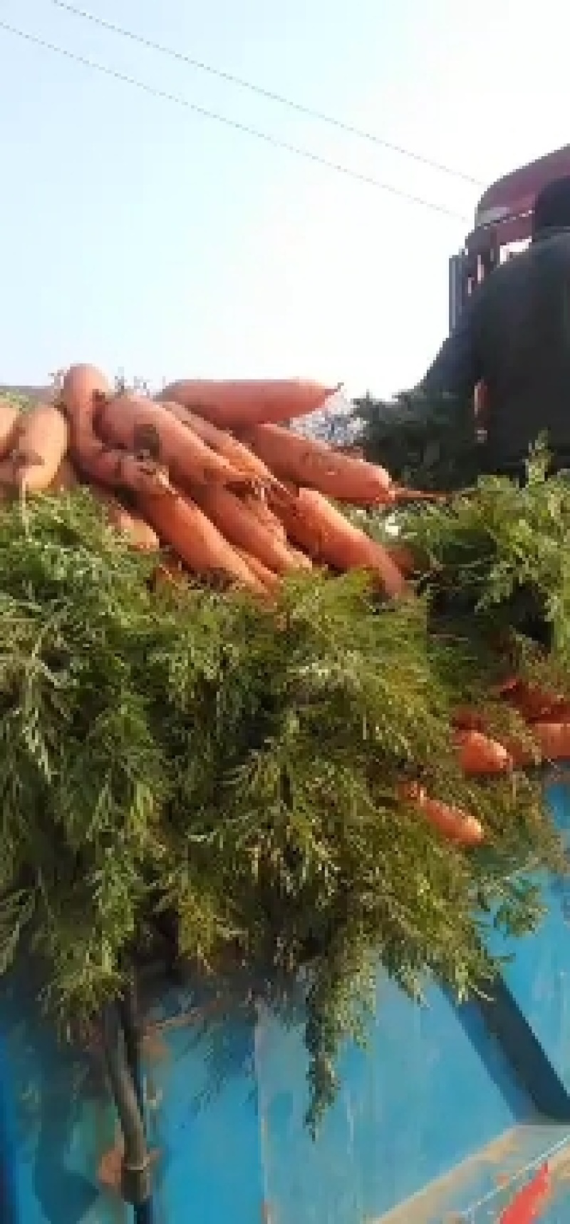 胡萝卜大量上市中，全国发货