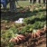 胡萝卜大量上市中，全国发货