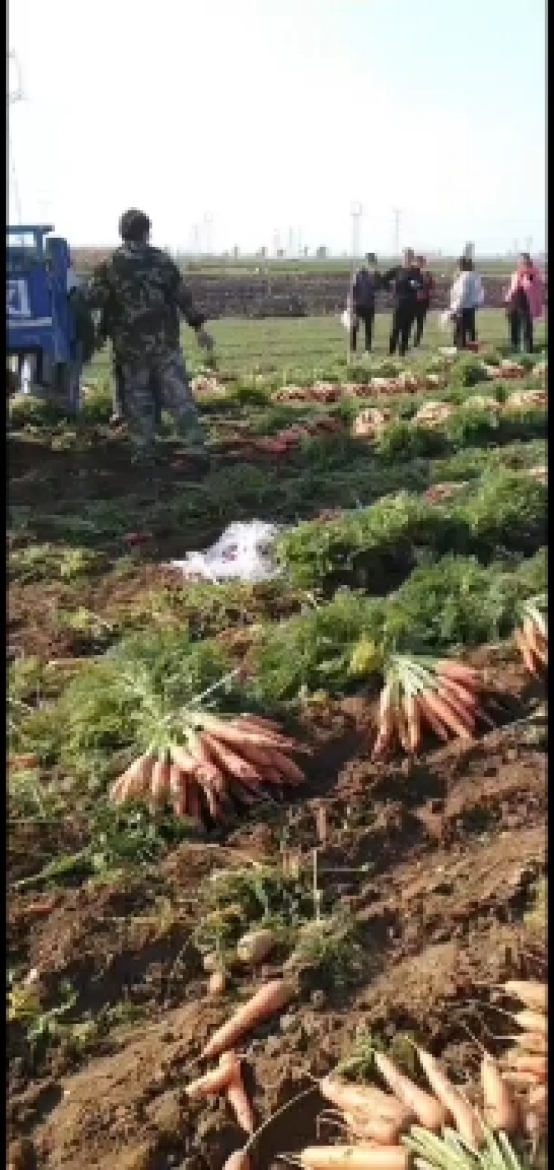 胡萝卜大量上市中，全国发货
