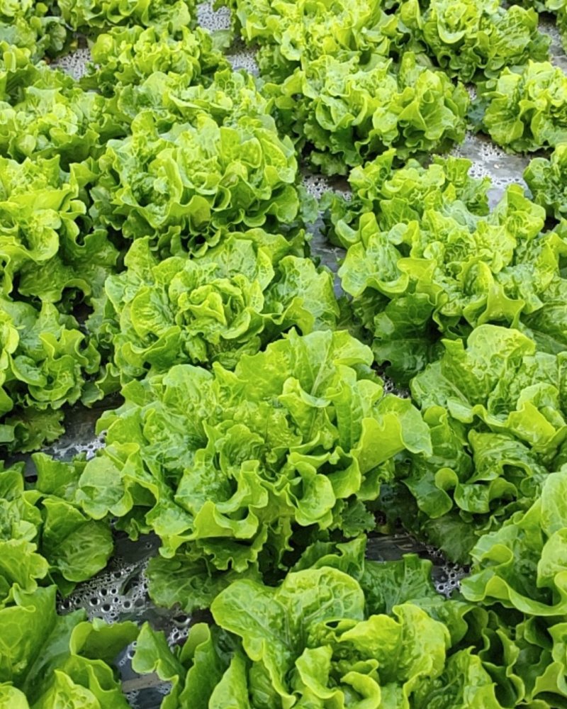 生菜批发零售