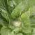广西芥菜，横县芥菜，包心芥菜，市场菜，工厂菜
