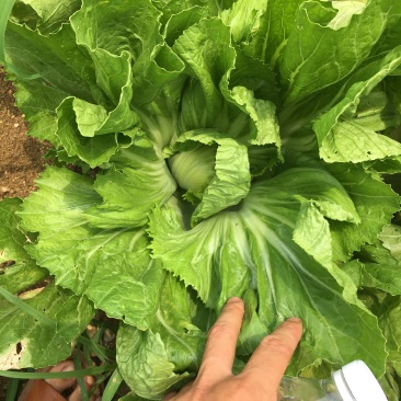 广西芥菜，横县芥菜，包心芥菜，市场菜，工厂菜