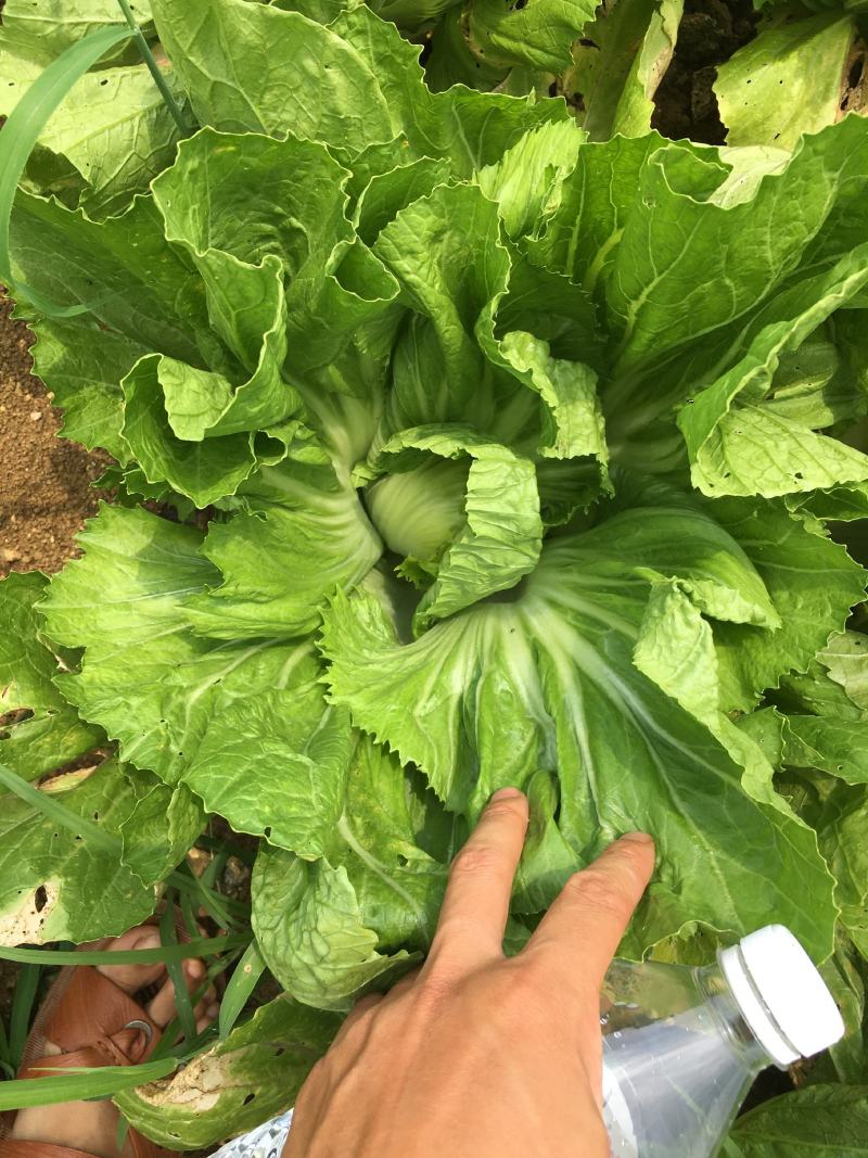 广西芥菜，横县芥菜，包心芥菜，市场菜，工厂菜