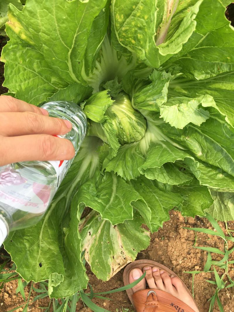 广西芥菜，横县芥菜，包心芥菜，市场菜，工厂菜