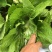 广西芥菜，横县芥菜，包心芥菜，市场菜，工厂菜