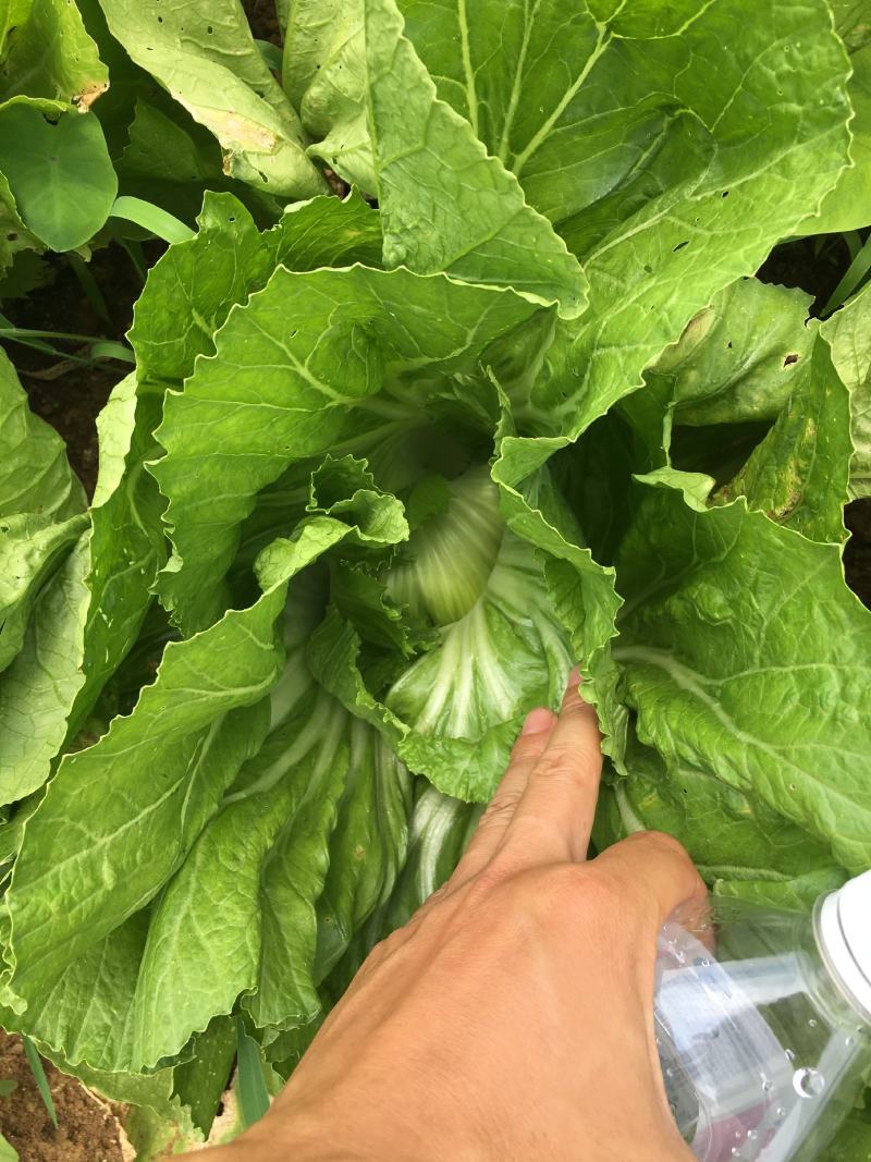 广西芥菜，横县芥菜，包心芥菜，市场菜，工厂菜