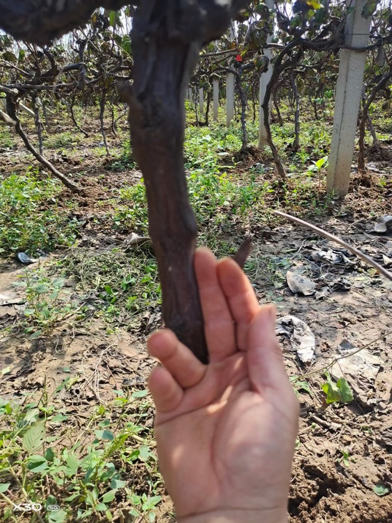 葡萄树占地用3---5公分，2.3--3米水泥立柱都大量