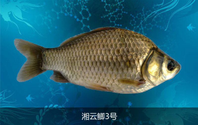 鲫鱼鲫鱼各种鱼